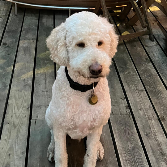 Georgie