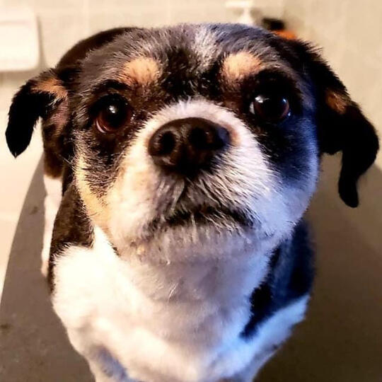 Max
